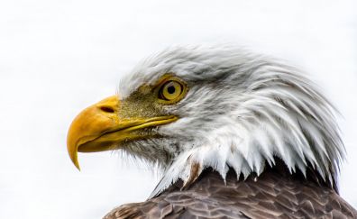 Bald Eagle, muzzle, beak, feathers