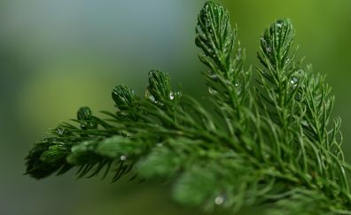 Pine leaves, close up, drops, 4k