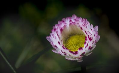 Daisy bud, pink flowers, 4k