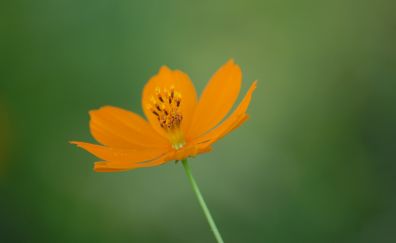 Orange flower, portrait, blur, 4k
