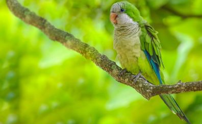Cute green parrot, sitting, tree branch