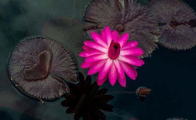 Pink water lily flower, pond, lake