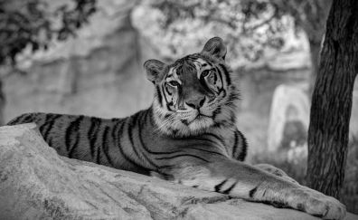 Tiger, stare, wild animal, monochrome