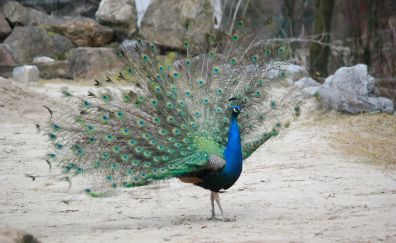 Peacock bird, dance, zoo