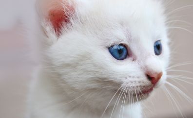 White cat muzzle, blue eyes