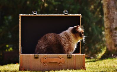 British shorthair cat, luggage, suitcase