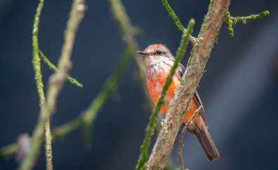 Small red bird, tree branch, sit