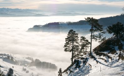 Winter, nature, tree, snow, horizon