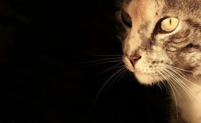 Cat muzzle portrait