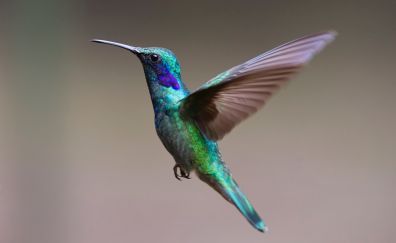 Hummingbird, cute bird flying