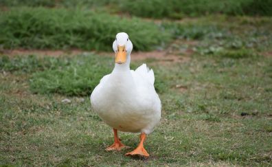 Walk, duck, white bird