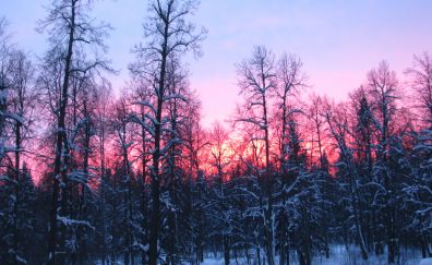 Winter, evening, sunset, nature, tree