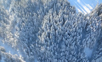 Winter, forest, aerial view, 4k