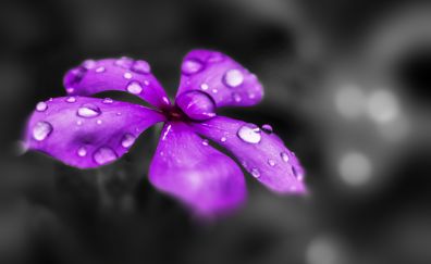 Water drops, purple flower, blur, 5k