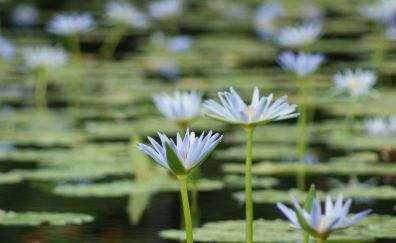 Lily, water lilies, flowers, lake