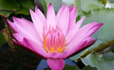 Water lily, pink flower, close up, 4k