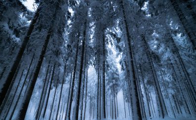 Trees, forest, winter, 5k