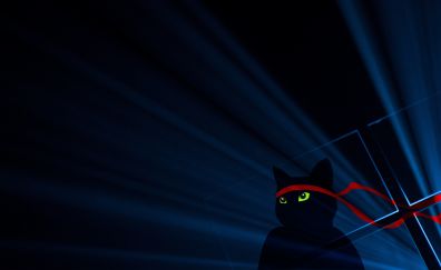 Ninja cat, dark, 4k