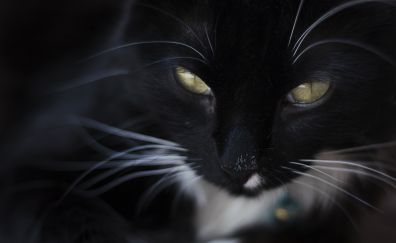 Black cat, yellow eyes, fur, muzzle
