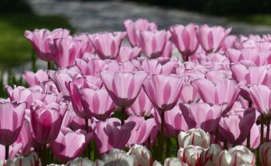 Tulips, pink flowers, spring, 4k