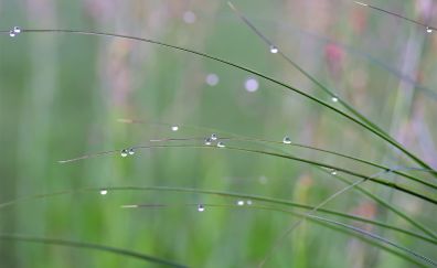 Dew drops, drops, grass, grass threads