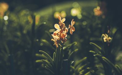 Backyard, flowers, spring, blur