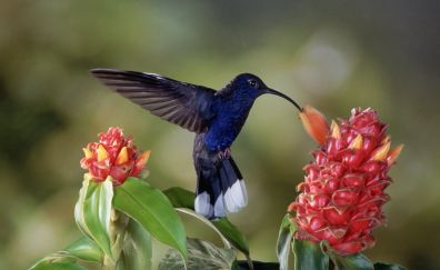 Flowers and bird, hummingbird, 4k