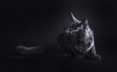 Black cat, portrait, animal, 4k