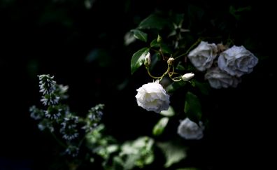 White roses, leaves, plants
