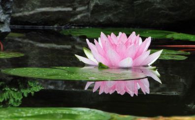 Flower, bloom, water lily, pink flower, reflections