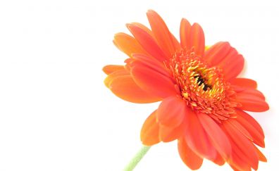 Flower, orange daisy, close up