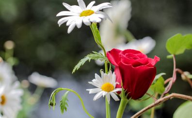 Red Rose, white daisy, flowers