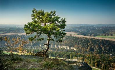 Lone pine tree, valley, sky, landscape, nature, 5k
