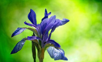 Irises, blue flower, bloom