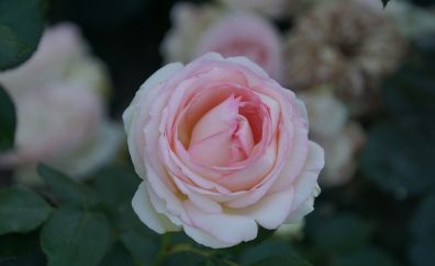 Beautiful flower, bloom, pink rose