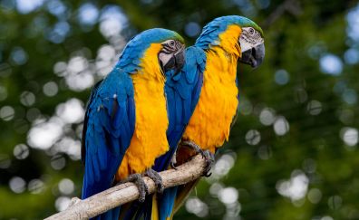 Macaw, colorful parrot, birds, pair