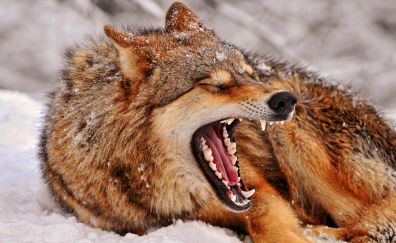 Red fox, yawning, wild animal, sit