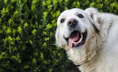 Golden retriever, white dog, muzzle