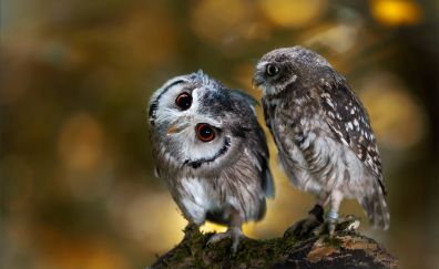 Cute predators, owl, bird
