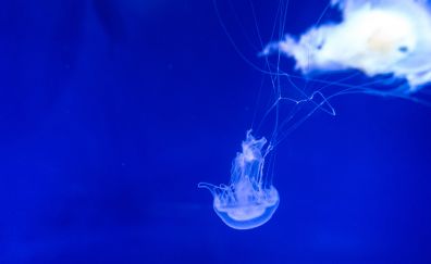Blue jellyfish, underwater, fish