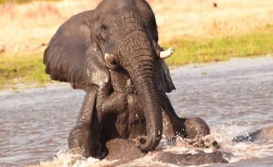 Elephant, water, baby animal, play