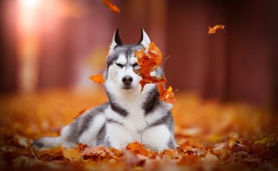 Husky, calm, dog, autumn