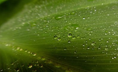 Dew drops, leaf, veins, close up