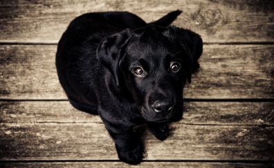 Black dog puppy