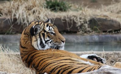 Tiger, predator, rest, relax, zoo
