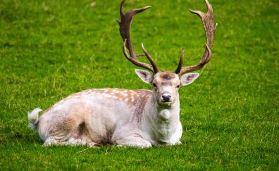Deer, horns, grassland, calm and relaxed, animal, 4k