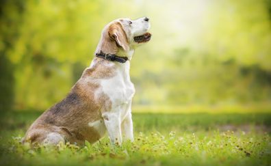 Beagle, dog, looking up, meadow