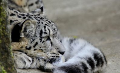 Snow Leopard, wildlife, relaxed, wild cat