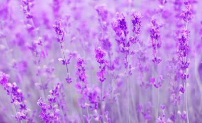Spring, purple flowers, meadow