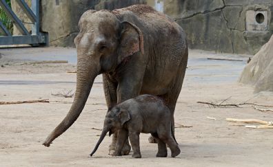 Big elephant, baby animal, play